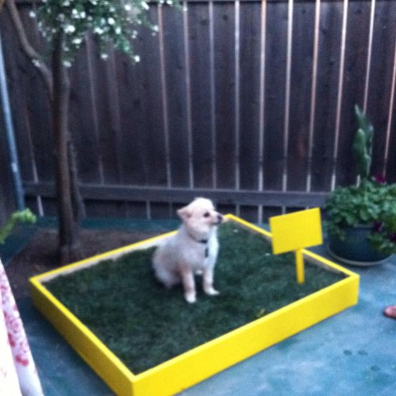 DIY Dog Grass Box
 Gardens We and Litter box on Pinterest