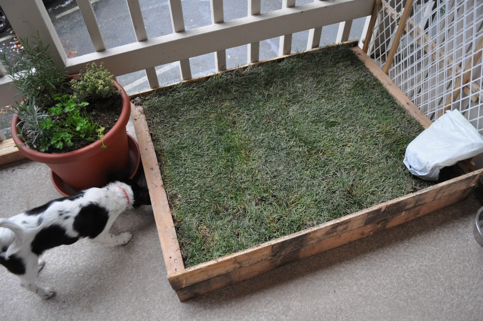 DIY Dog Grass Box
 Instead of walking their dog these people just let it shit