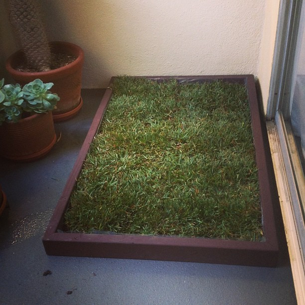 DIY Dog Grass Box
 Using a dog grass box as an indoor dog potty solution for