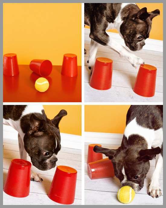 DIY Dog Mental Stimulation Toys
 Diy Dog Mental Stimulation Toys – Wow Blog