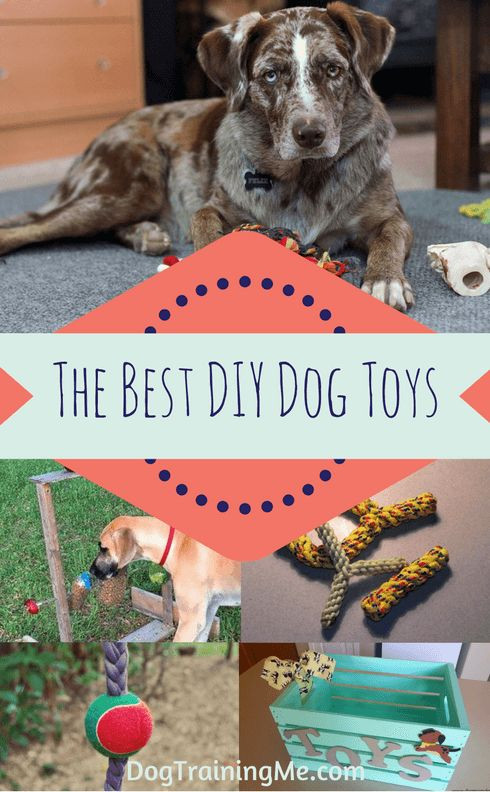 DIY Dog Mental Stimulation Toys
 Best 25 Homemade dog toys ideas on Pinterest