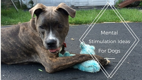 DIY Dog Mental Stimulation Toys
 Enrichment Ideas for Dogs The Modern Dog Trainer