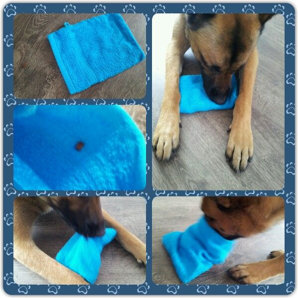 DIY Dog Mental Stimulation Toys
 36 best Dogs Hersenwerk voor honden images on Pinterest