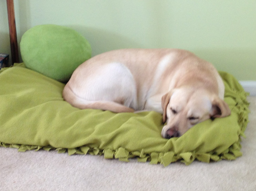 DIY Dog Pillow
 DIY NO SEW Doggy Bed or Floor Pillow