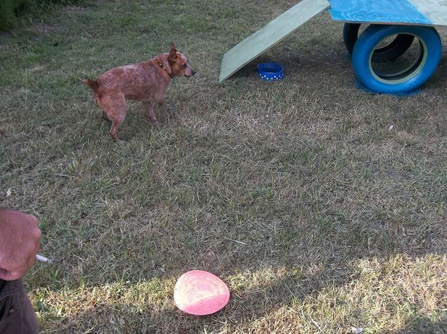 DIY Dog Playground
 Dog Playground in 5 Hrs