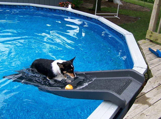 DIY Dog Ramp For Above Ground Pool
 Dog Backyard Pool Slide