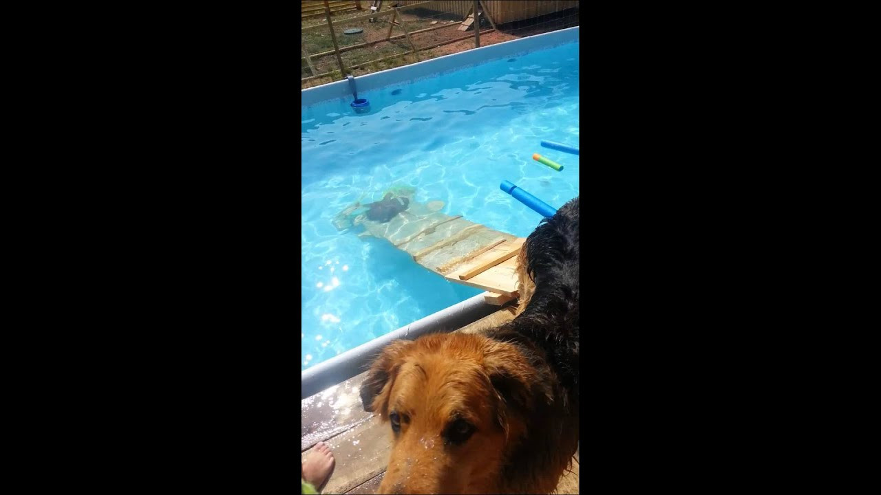 DIY Dog Ramp For Above Ground Pool
 Dog Pool Ramp