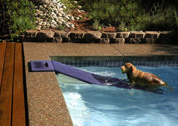 DIY Dog Ramp For Above Ground Pool
 7 Products to Make Pool Time With Your Dog Safe and Fun