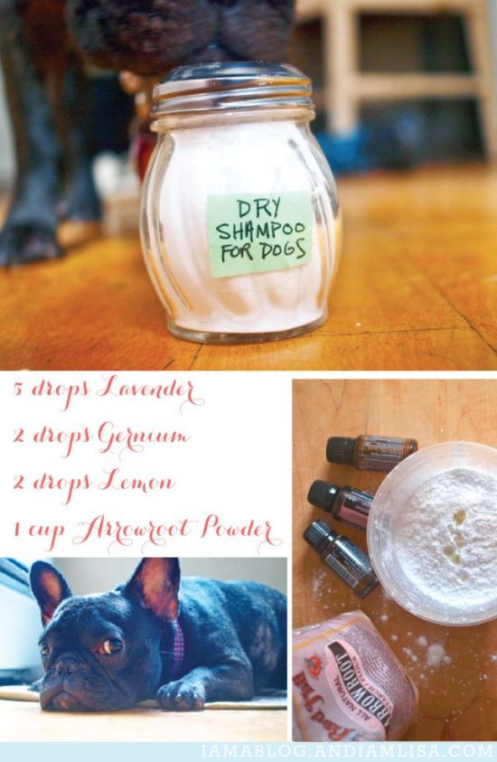 DIY Dog Shampoo
 Dry Dog Shampoo Homemade Recipe Video Tutorial