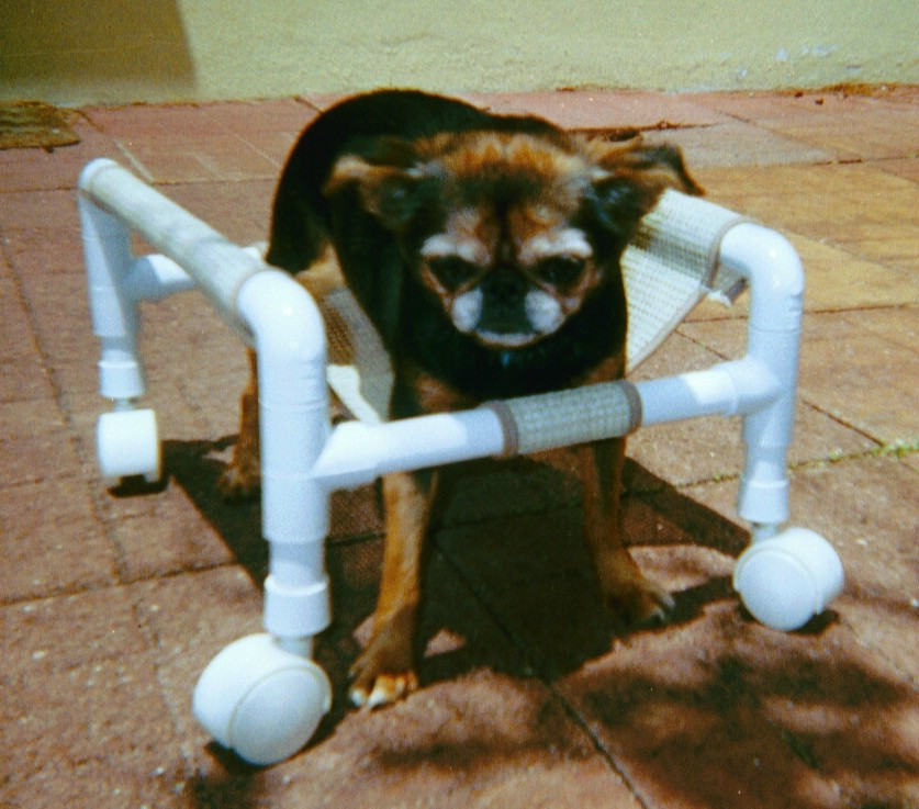 DIY Dog Wheelchair
 DIY