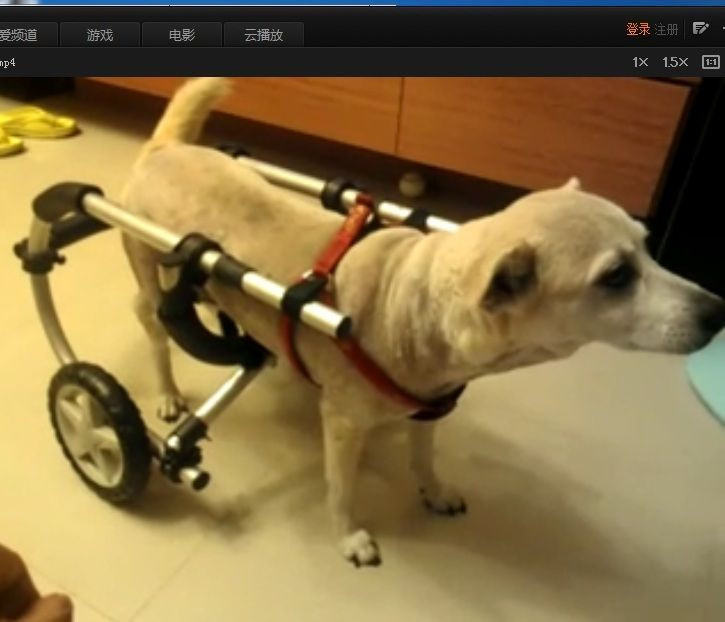 DIY Dog Wheelchair
 How to Make a Dog Wheelchair