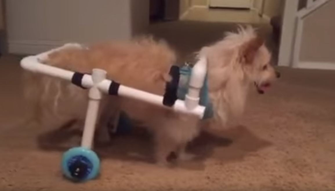 DIY Dog Wheelchair
 James Stewart Paniagua makes homemade dog wheelchair after