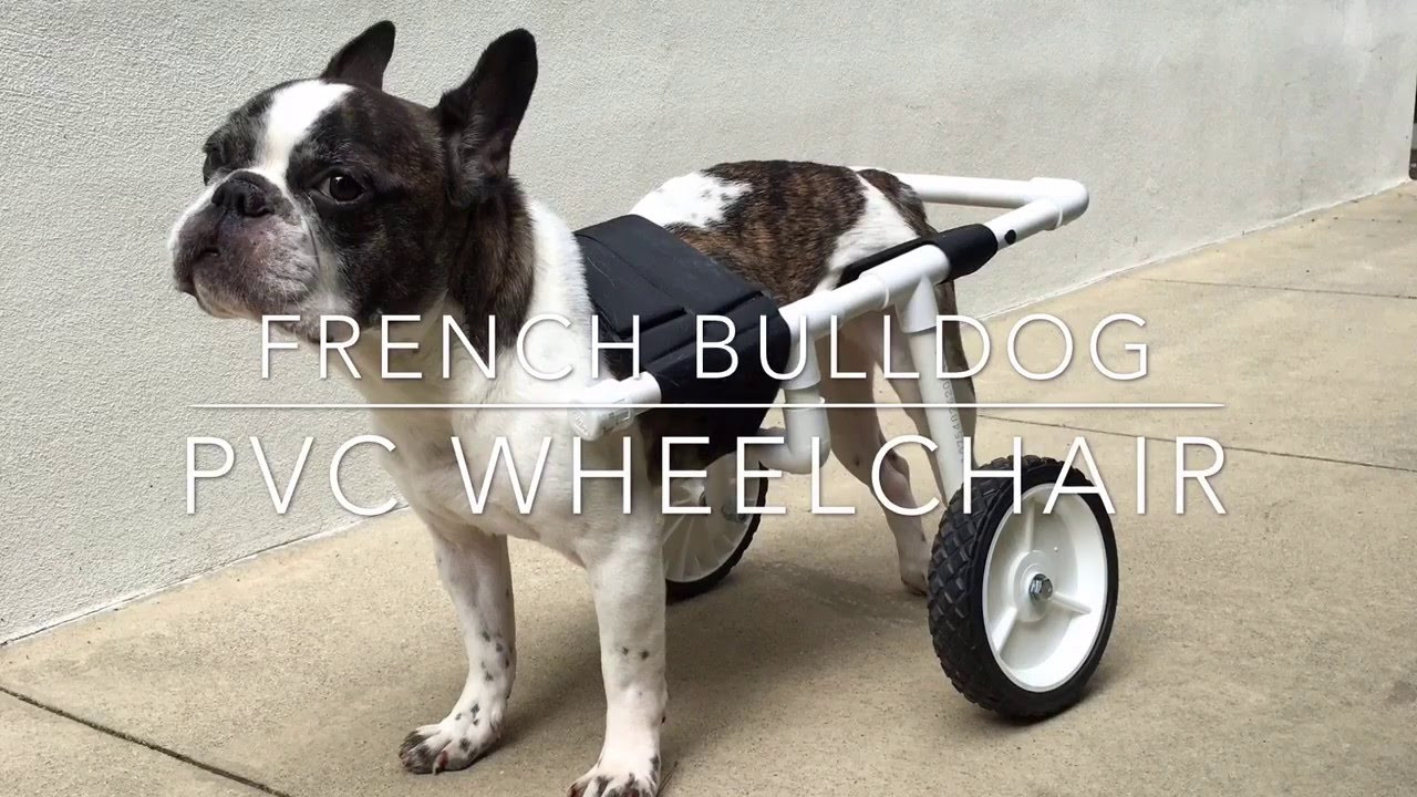 DIY Dog Wheelchair
 DIY French Bulldog PVC Dog Wheelchair