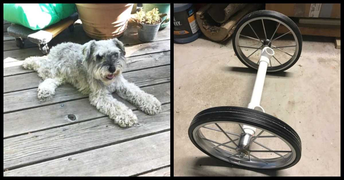 DIY Dog Wheelchair
 Owner Builds Paralyzed Dog DIY Wheelchair