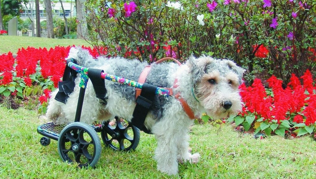 DIY Dog Wheelchair
 DIY Dog Wheelchair How to Make a Wheelchair for Dogs By