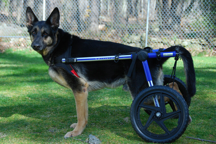 DIY Dog Wheelchair
 How to Build a Dog Wheelchair