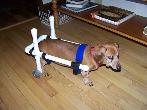 DIY Dog Wheelchair
 Small Dog Wheelchair Diy Goldenacresdogs