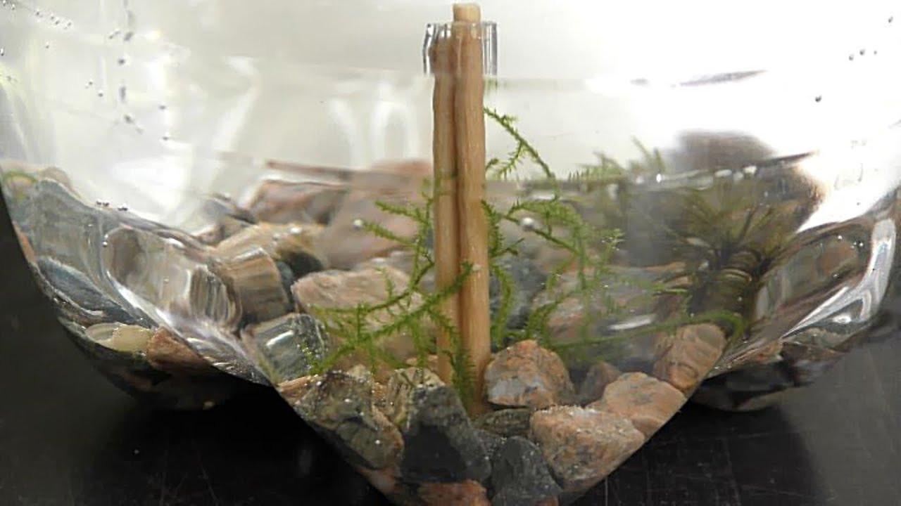 Best ideas about DIY Driftwood For Aquarium
. Save or Pin Driftwood Toothpicks for Aquarium DIY Now.