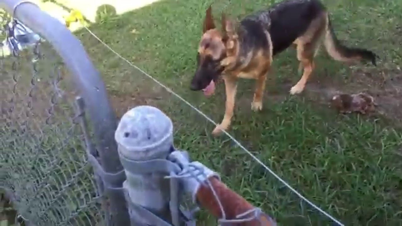 DIY Electric Dog Fence
 DIY Electric fence install and setup for a German Shepherd