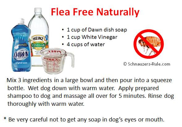 DIY Flea Treatment For Dogs
 5 Dog Allergies Symptoms and Treatment