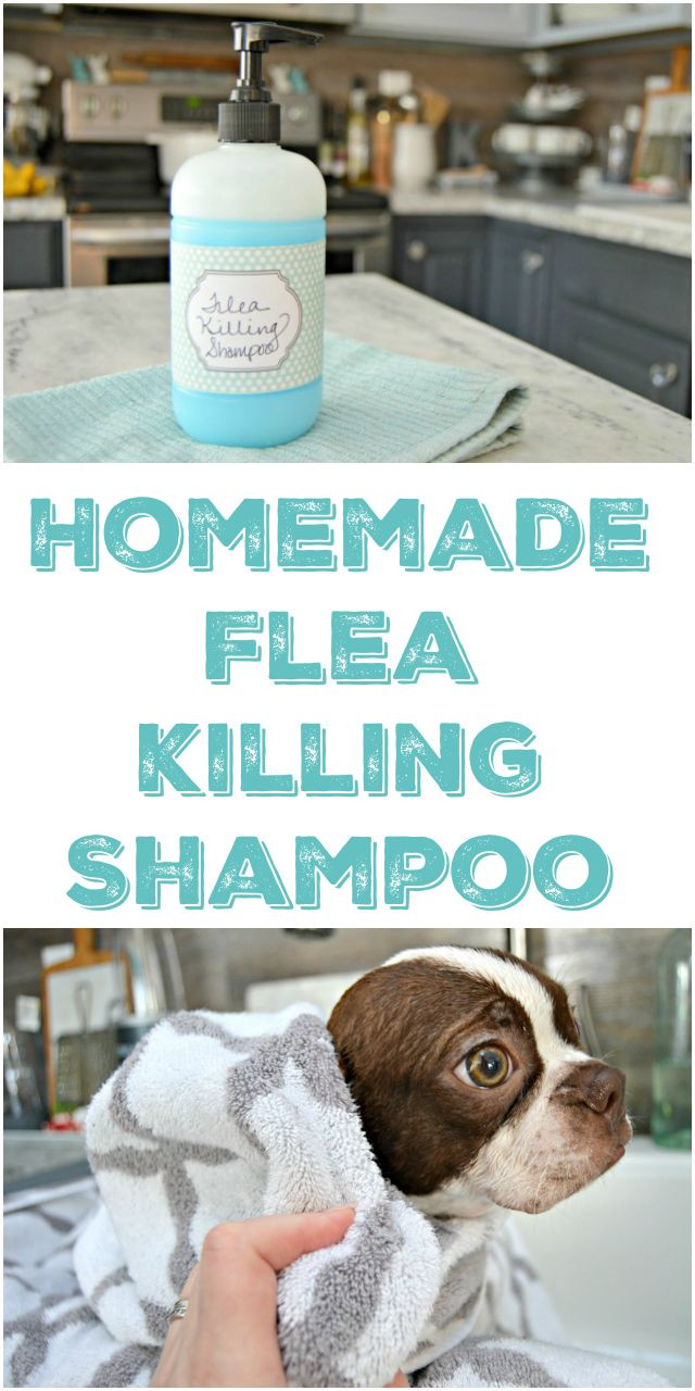DIY Flea Treatment For Dogs
 25 best ideas about Homemade flea shampoo on Pinterest