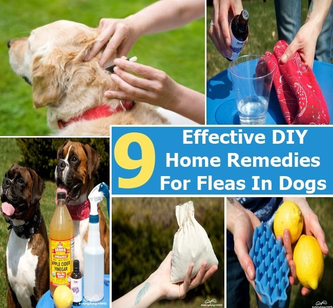DIY Flea Treatment For Dogs
 Top 9 Easy And Effective DIY Home Reme s For Fleas In