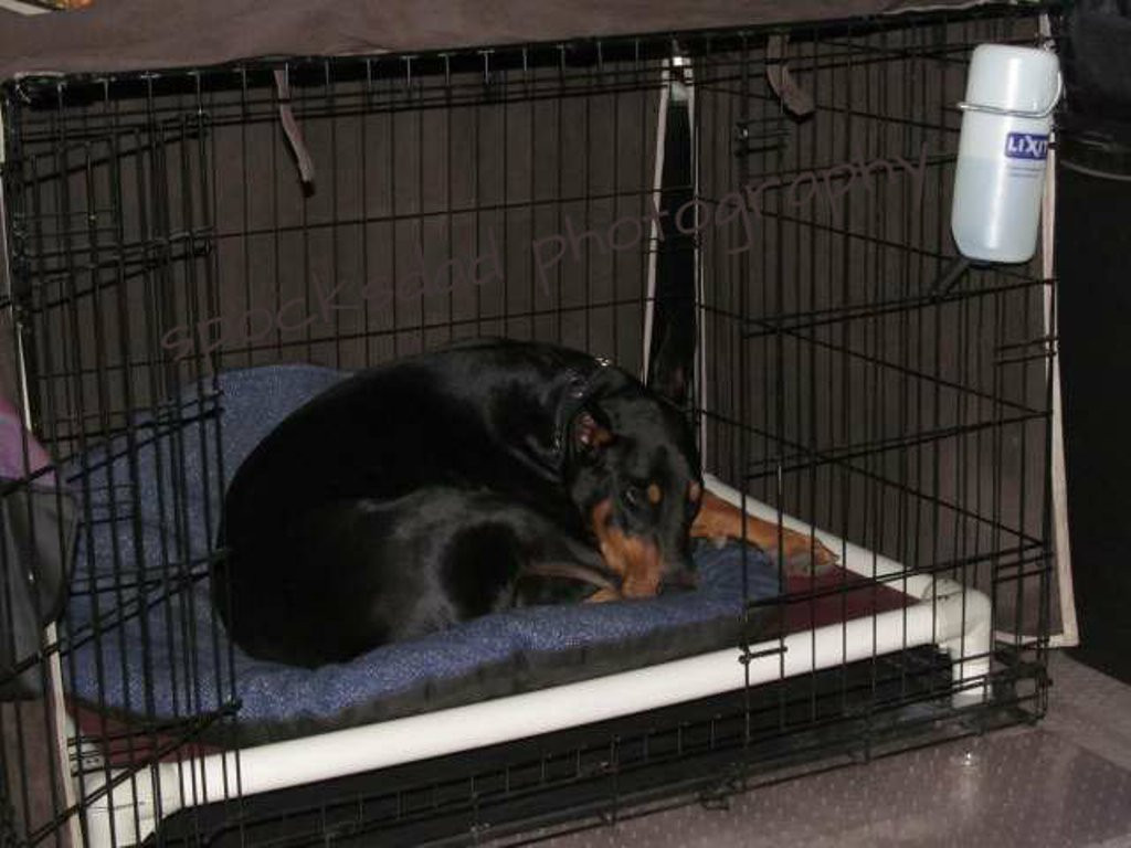 DIY Indestructible Dog Crate
 Best Dog Crate Pads Reviews Install High Quality Dog