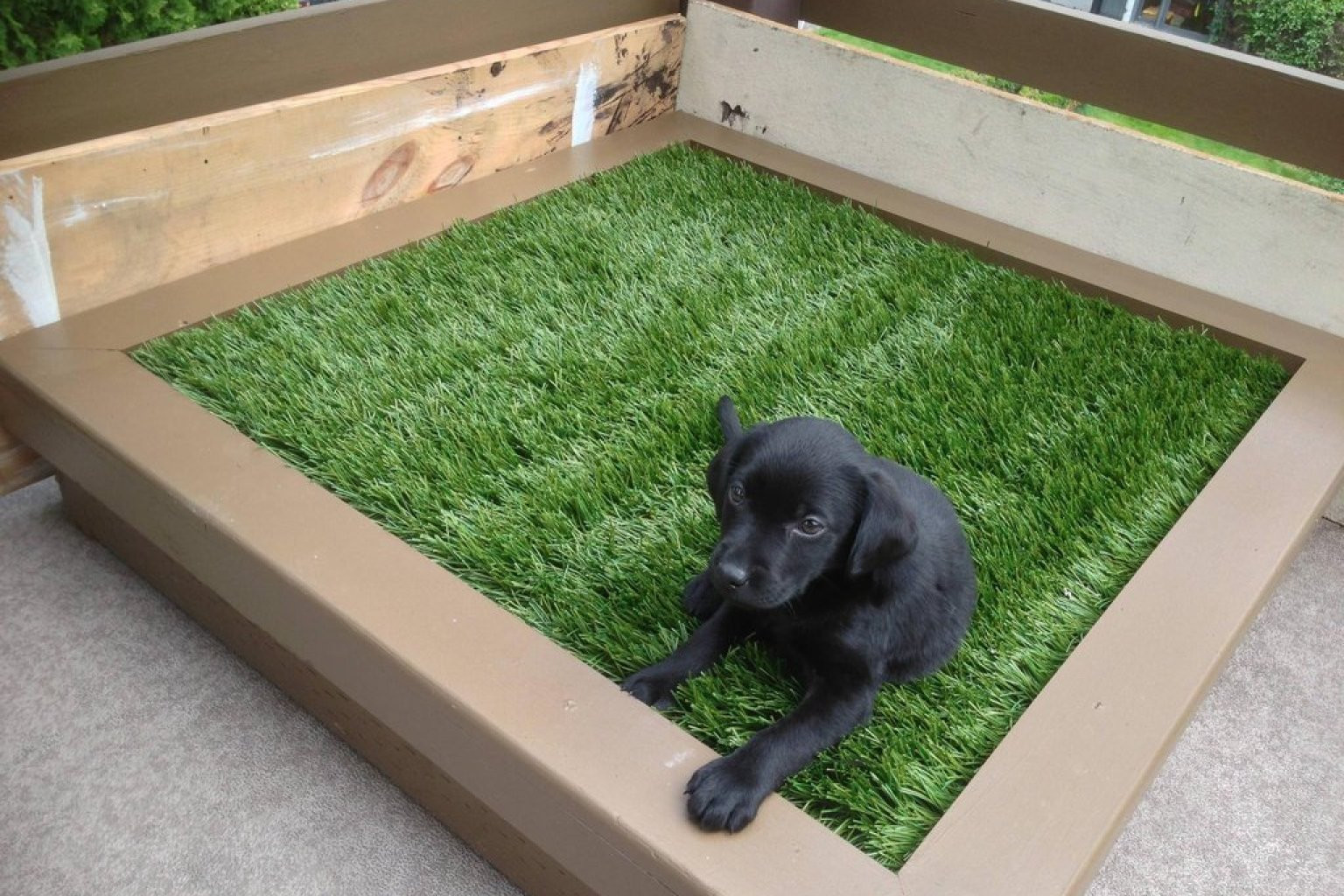 DIY Indoor Dog Potty
 DIY Porch Potty Is The Ultimate Solution For City Dogs