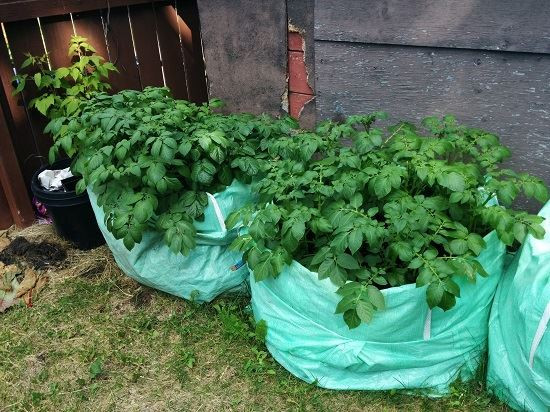 DIY Potato Planter
 Turn Unreturnable Bulk Bags into Potato Planters DIY