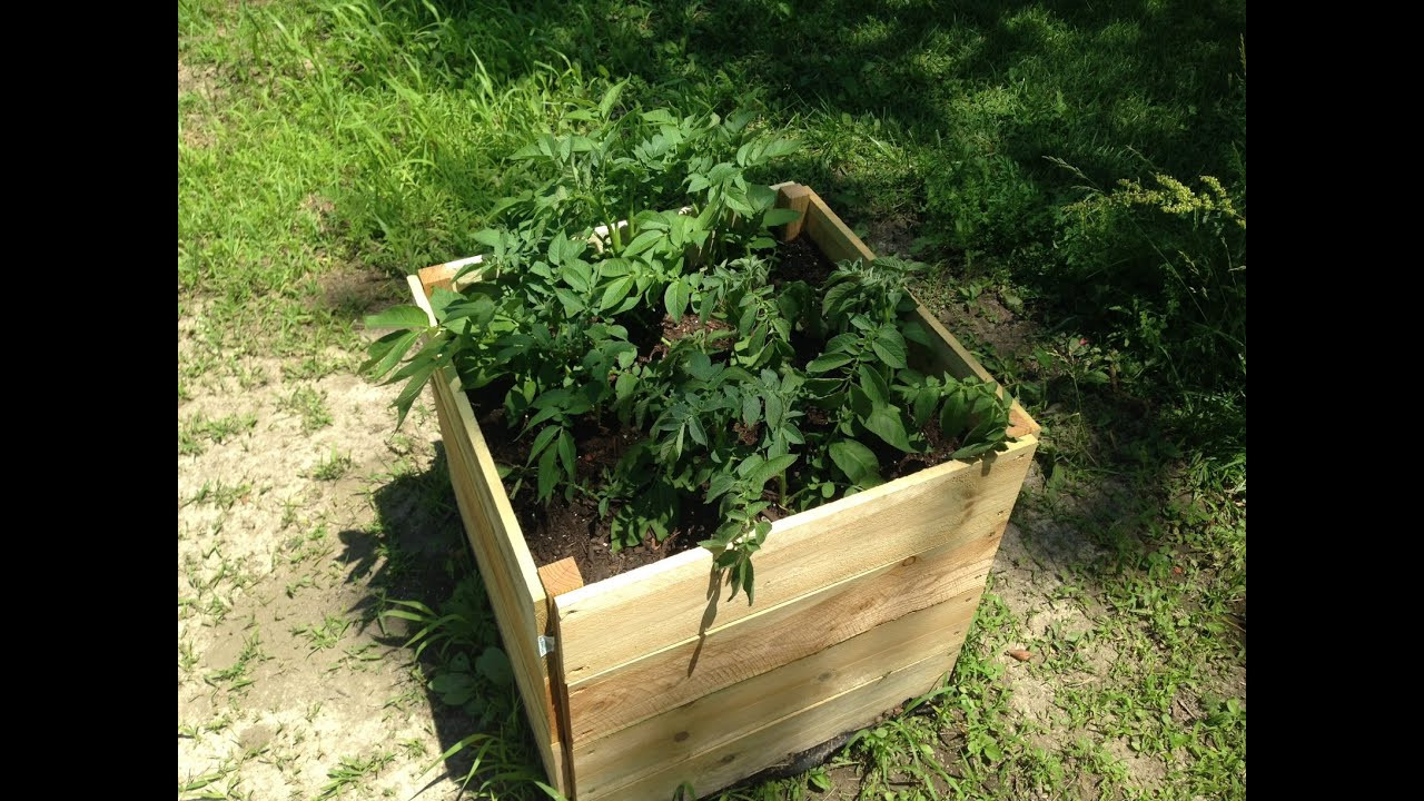 DIY Potato Planter
 Potato Planter Box