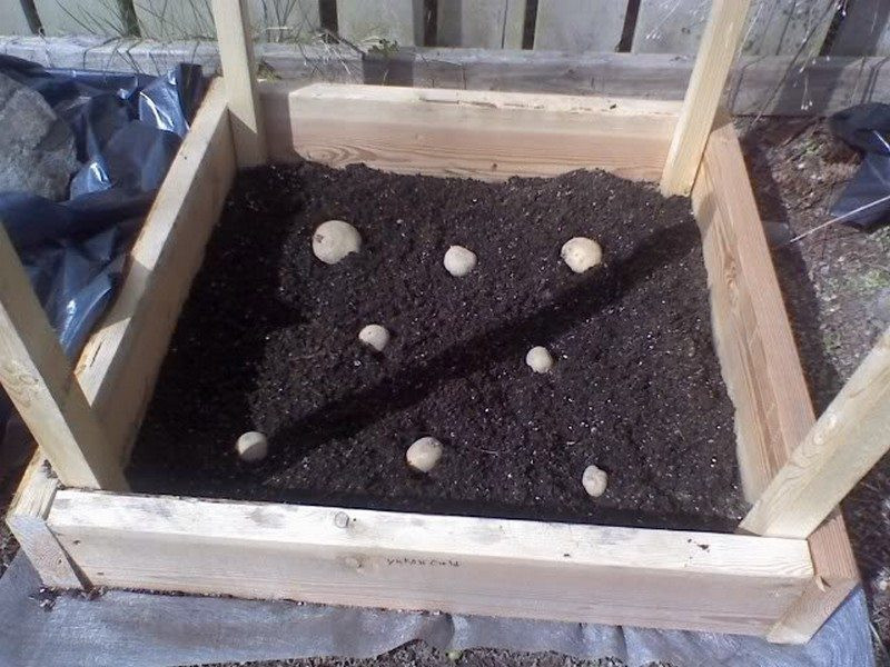 DIY Potato Planter
 Eight and a half ‘no dig’ ways to grow the humble spud