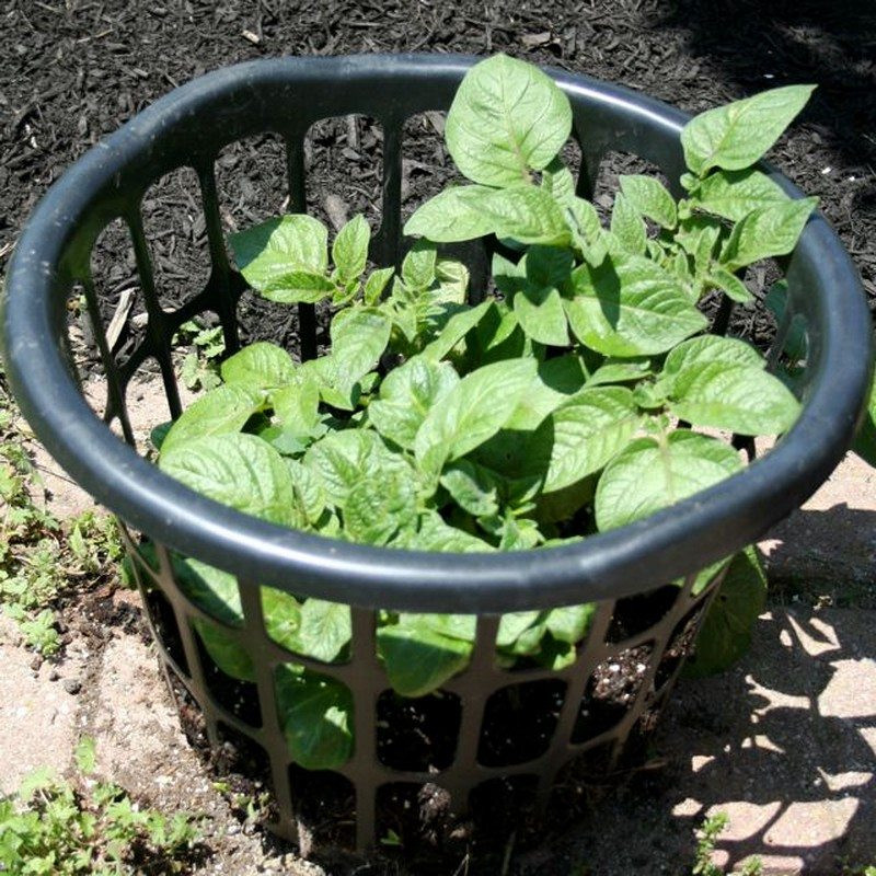 DIY Potato Planter
 Eight and a half ‘no dig’ ways to grow the humble spud