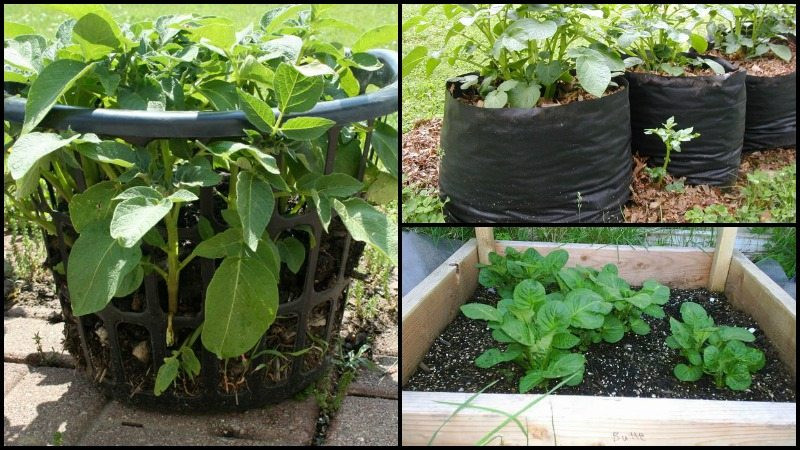 DIY Potato Planter
 Eight and a half ‘no dig’ ways to grow the humble spud