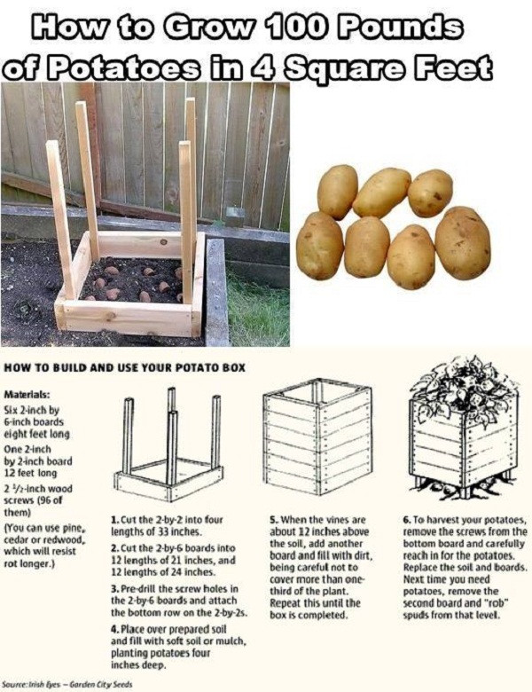 DIY Potato Planter
 How to Grow Potatoes