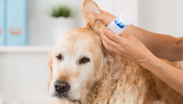 Dog Ear Wash DIY
 How to Make Homemade Dog Ear Cleaner