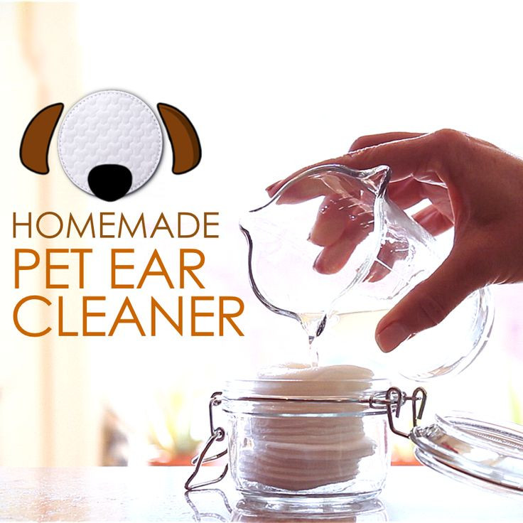 Dog Ear Wash DIY
 Homemade Ear Cleaner For Cat – Homemade Ftempo