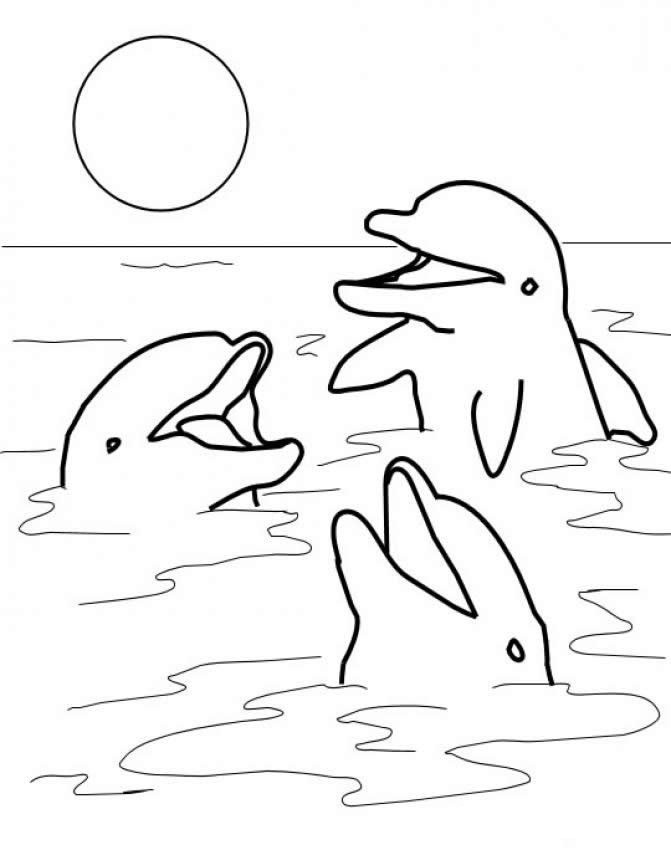 Dolphin Printable Coloring Sheets
 Free Printable Dolphin Coloring Pages For Kids