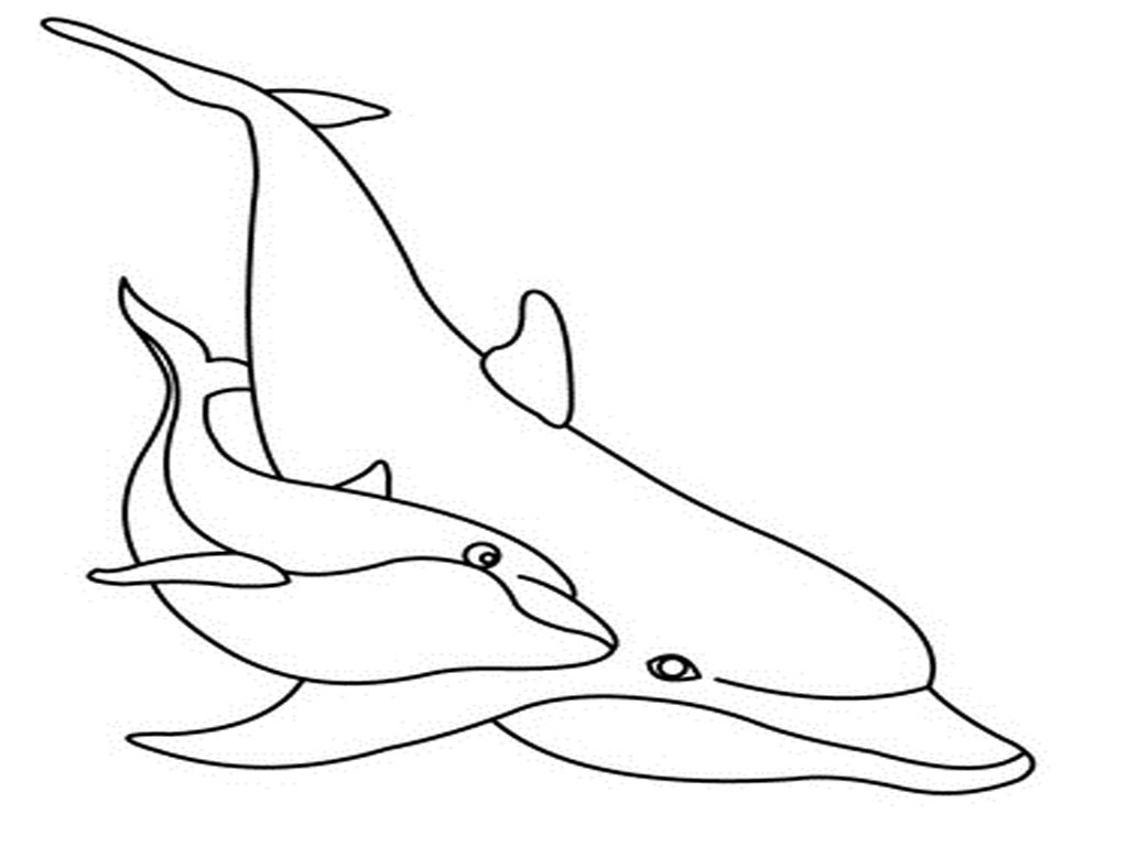 Dolphin Printable Coloring Sheets
 Free Printable Dolphin Coloring Pages For Kids