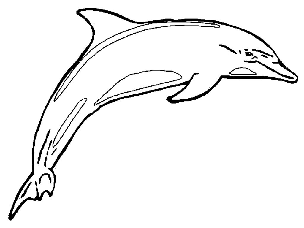 Dolphin Printable Coloring Sheets
 Free Printable Dolphin Coloring Pages For Kids