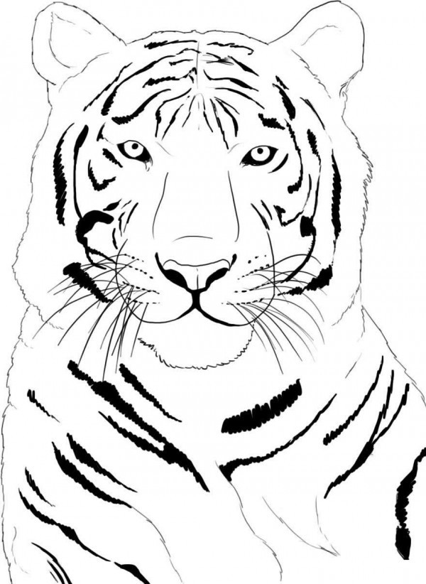 Easy Coloring Sheets For Kids Tigers
 Fotos de tigre para pintar