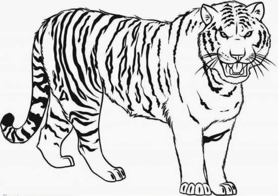 Easy Coloring Sheets For Kids Tigers
 نقاشی ببر برای کودکان با طرح های جالب و دوست داشتنی