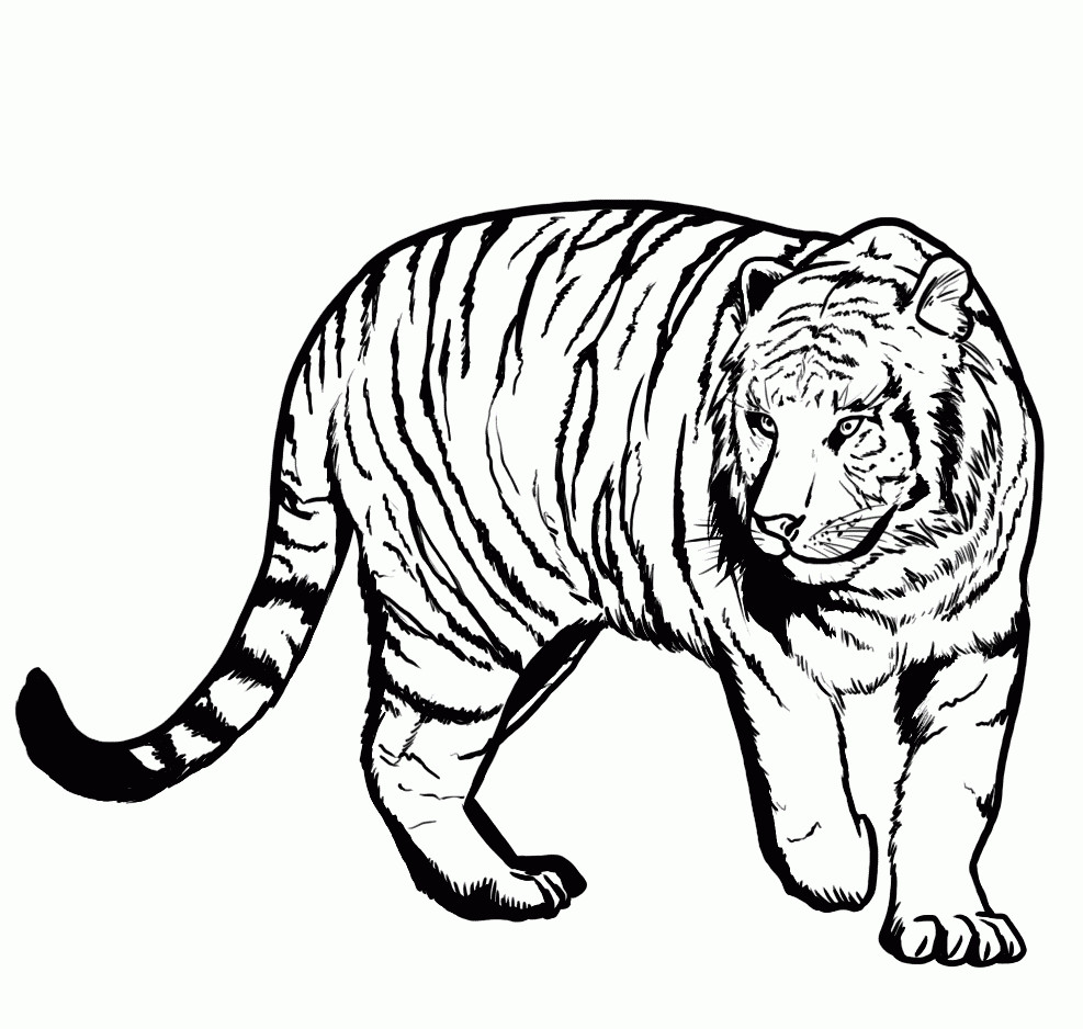 Easy Coloring Sheets For Kids Tigers
 Tiger Coloring Pages