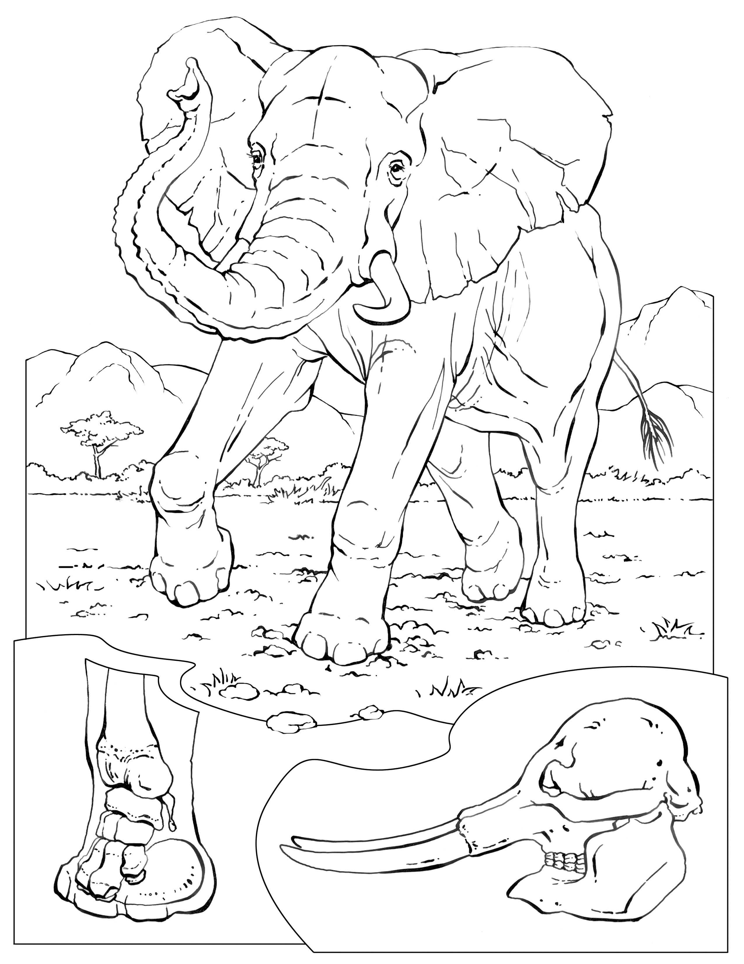 Elephant Coloring Book Pages
 Free Printable Elephant Coloring Pages For Kids