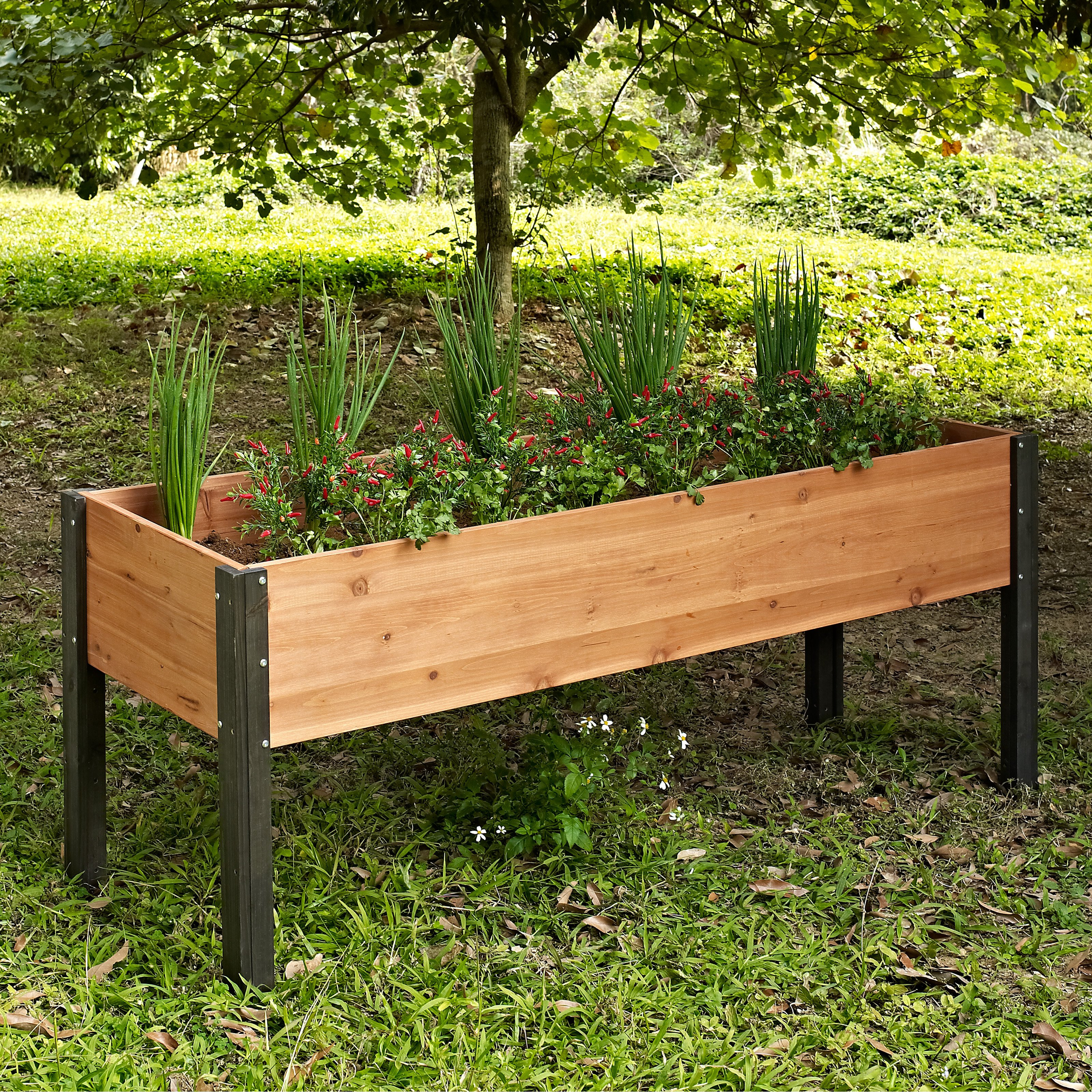 Best ideas about Elevated Garden Planters
. Save or Pin Coral Coast Bloomfield Wood Elevated Garden Bed 70L x Now.