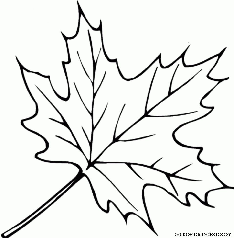 Fall Leaves Coloring Sheet
 Autumn Leaves Drawing