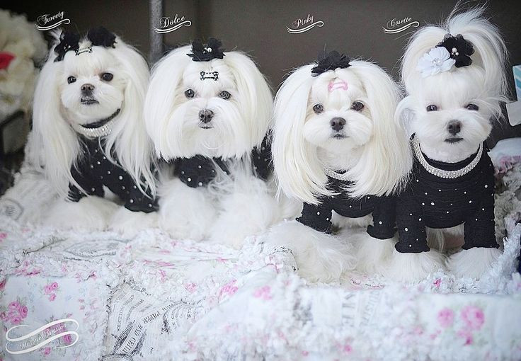 Best ideas about Female Maltese Haircuts
. Save or Pin De 20 bästa idéerna om Dog haircuts på Pinterest Now.