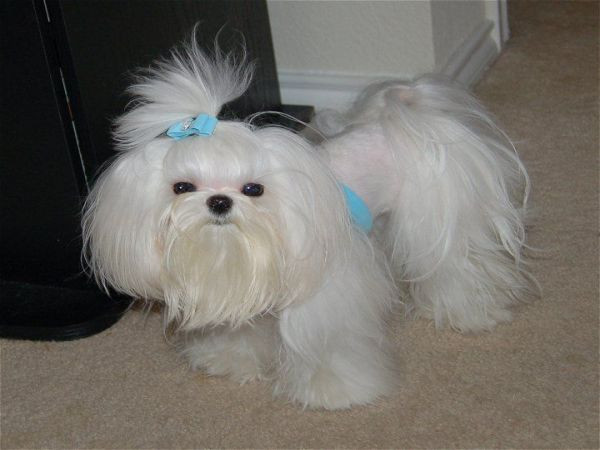 Best ideas about Female Maltese Haircuts
. Save or Pin Maltese Dogs 7 Popular Haircut Styles and Colors Now.