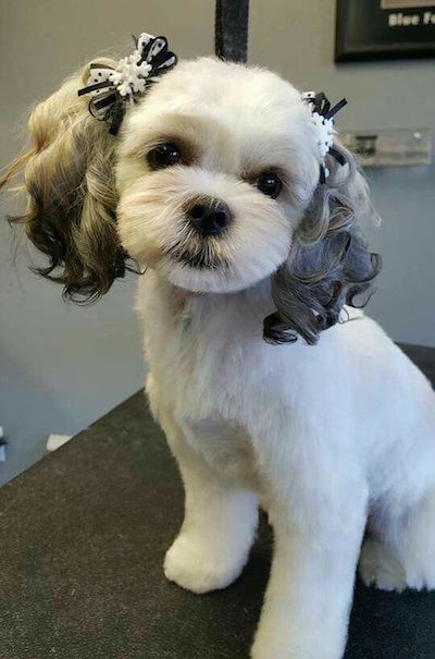 Best ideas about Female Maltese Haircuts
. Save or Pin 15 Maltese Haircuts & Hairstyles White Fluffy and Now.