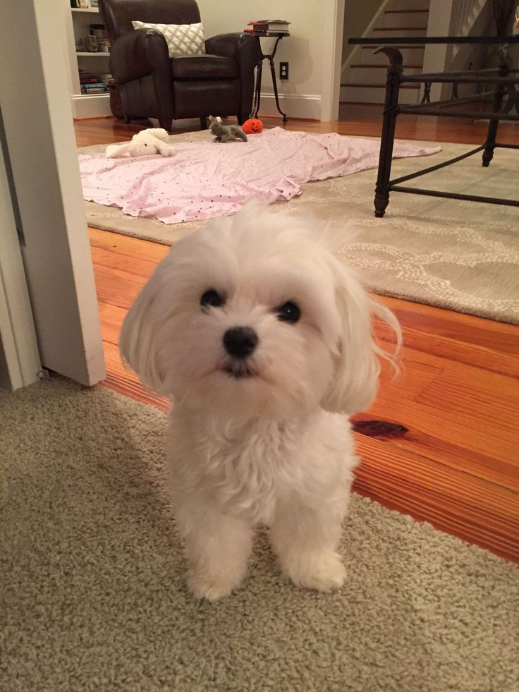 Best ideas about Female Maltese Haircuts
. Save or Pin The 25 best Maltipoo haircuts ideas on Pinterest Now.