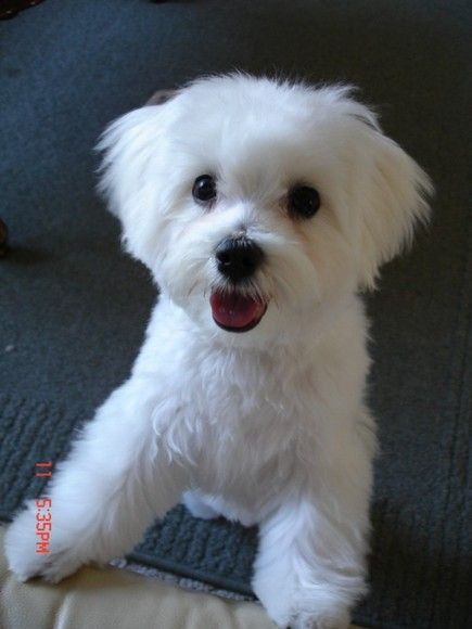 Best ideas about Female Maltese Haircuts
. Save or Pin 25 best ideas about Maltese Haircut on Pinterest Now.